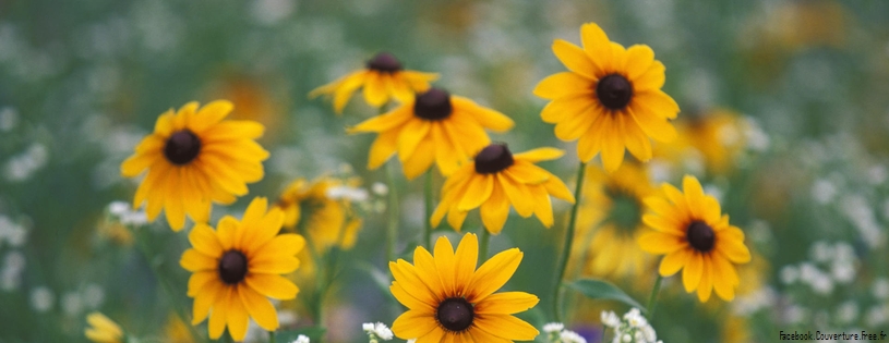 Timeline - Black-Eyed Susans and Daisy Fleabane, Kentucky.jpg