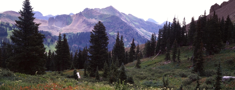 Timeline - Blooming Wildflowers, La Plata Mountains, Colorado