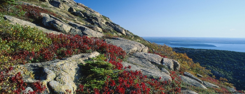 Timeline - Blueberry Foliage, Acadia National Park, Maine