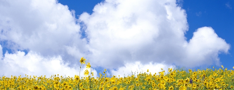 Timeline - Colorado Wildflowers.jpg