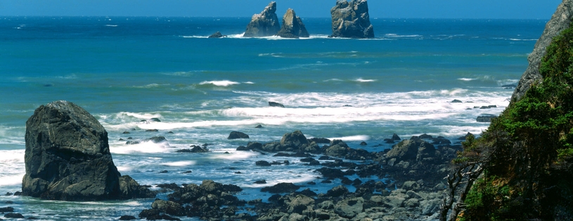 Timeline - Cow Parsnips Along the Del Norte Coast, Redwood National Park, California.jpg