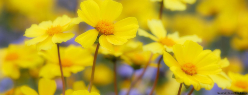 Timeline - Desert Flowers, Carrizo Plain National Monument, California