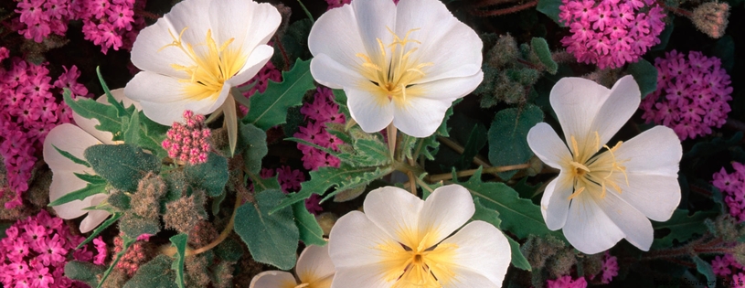 Timeline - Dune Primrose and Sand Verbena