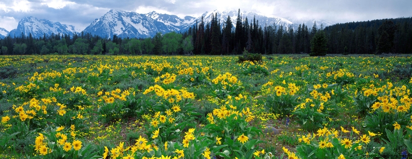 Timeline - Field of Arrowleaf Balsamroot and the Teton Range, Wyoming.jpg