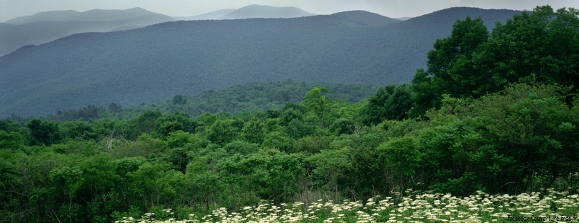 Timeline - Field of Cow Parsnip in Bloom, Hazletop Overlook, Shenandoah National Park, Virginia