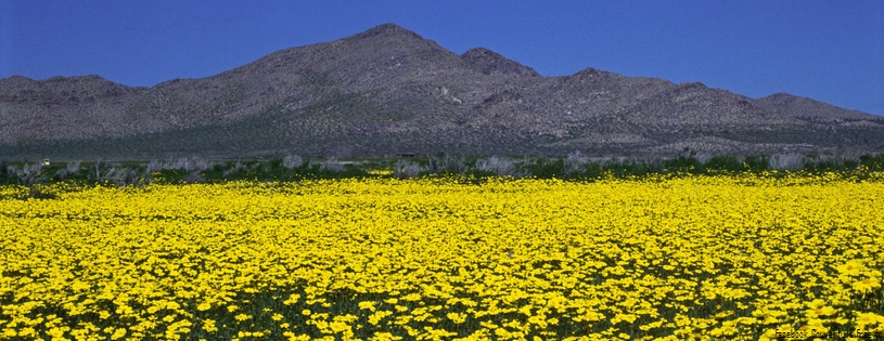 Timeline - Field of Golden Gilia, Saddleback Butte State Park, California.jpg