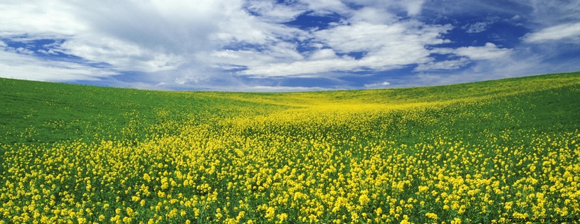 Timeline - Field of Mustard, Palouse Region, Washington.jpg