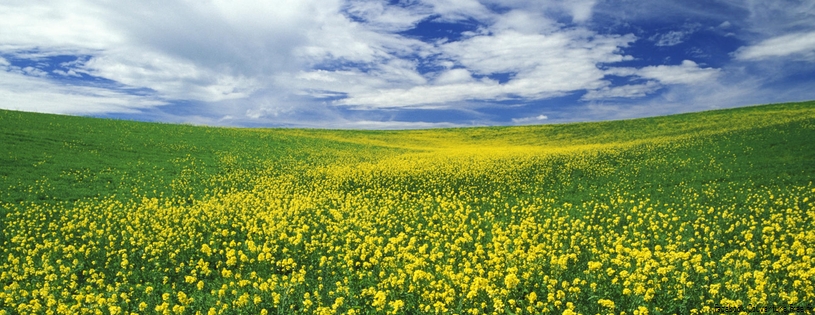 Timeline - Field of Mustard, Palouse Region, Washington