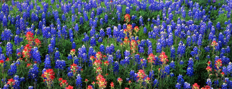 Timeline - Field of Texas Paintbrush and Bluebonnets, Inks Lake State Park, Texas.jpg
