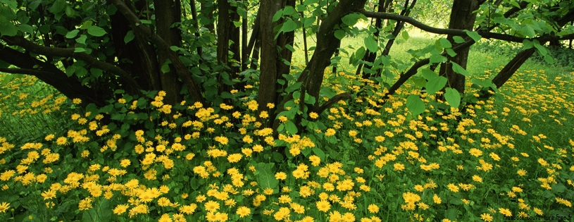 Timeline - Flowering Leopardsbane, Scotland.jpg