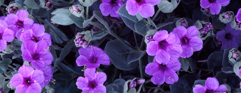 Timeline - Giant Four O'Clock Flowers.jpg