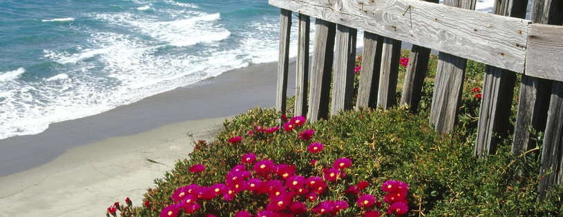 Timeline - Ice Plant, Central Coast, California.jpg