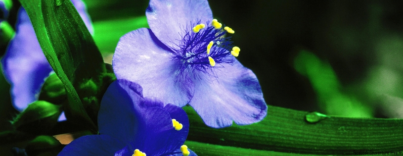 Timeline - Indiana Wildflowers.jpg