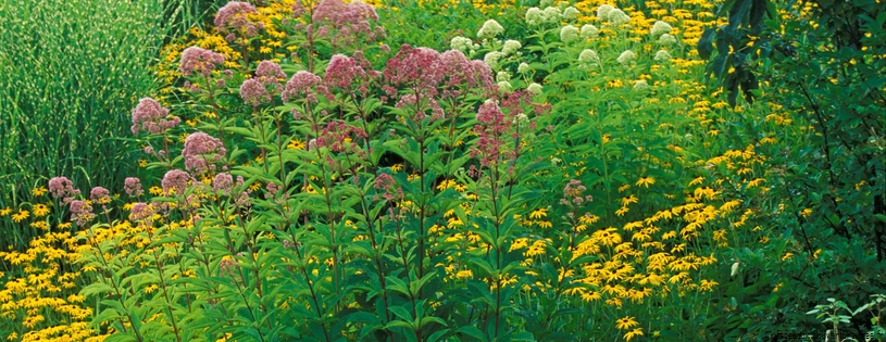 Timeline - Joe-Pye Weed and Black-Eyed Susans