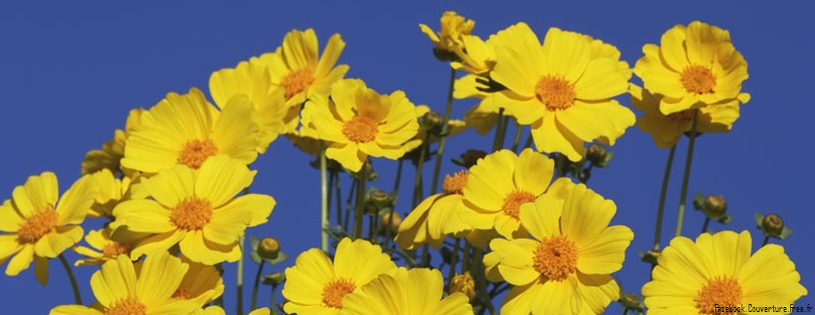 Timeline - Mojave Coreopsis,  Mojave Desert, California