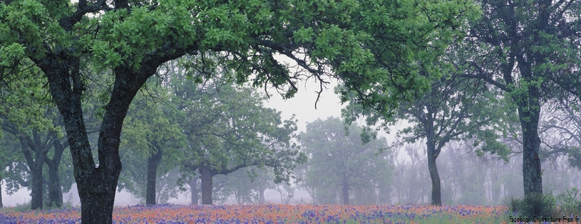 Timeline - Oak Tree Over Texas Paintbrush and Bluebonnets, Texas.jpg