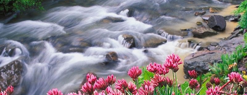 Timeline - Parry Clover and Trifolium Parryi, Yankee Boy Basin, Colorado.jpg