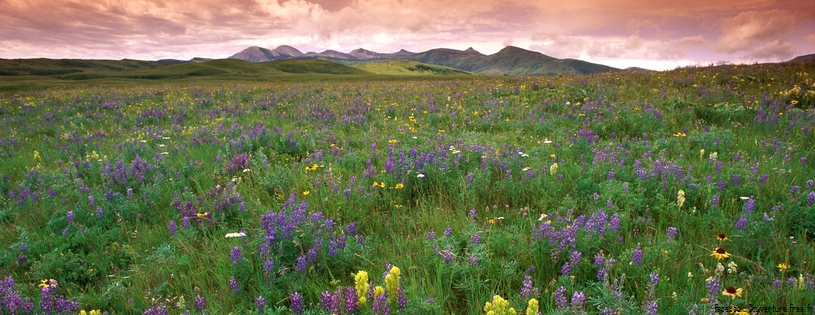Timeline - Prairie Flowers, near East Glacier Park, Montana.jpg