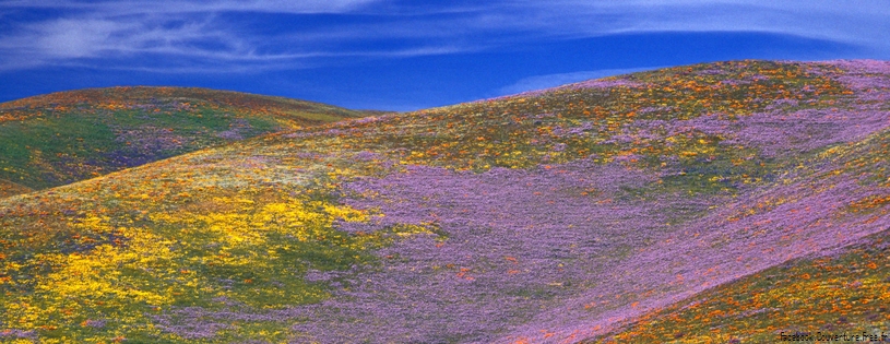 Timeline - Profusion of Wildflowers, Gorman, California.jpg