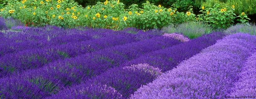 Timeline - Purple Haze Lavender Farm, Sequim, Washington