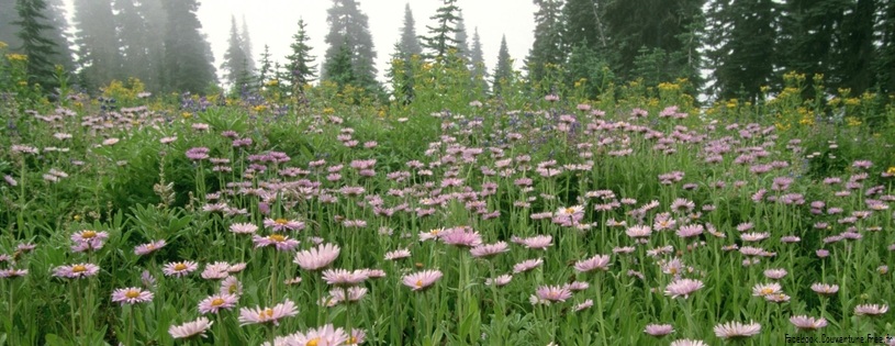 Timeline - Sub Alpine Daisy, Mount Rainier, Washington.jpg