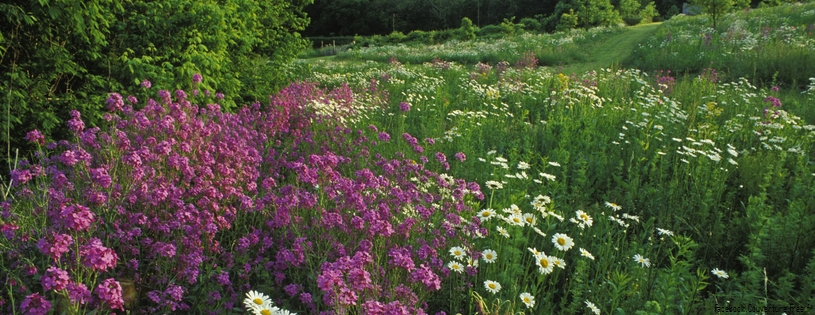 Timeline - Summer Wildflowers, Kentucky