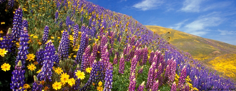 Timeline - The Scent of Spring, Gorman, California