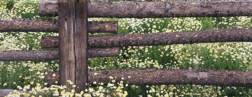 Timeline - Wild Chamomile, Gunnison National Forest, Colorado