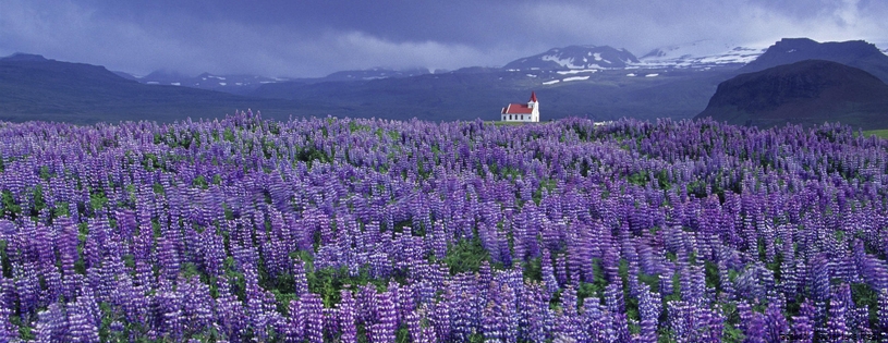 Timeline - Wild Lupine and Church, Near Hellissandur, Snaefellsnes Peninsula, Iceland