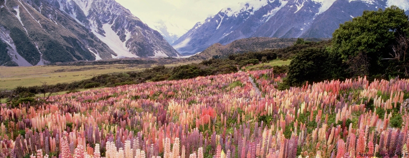 Timeline - Wild Lupine, Mount Cook National Park, New Zealand.jpg