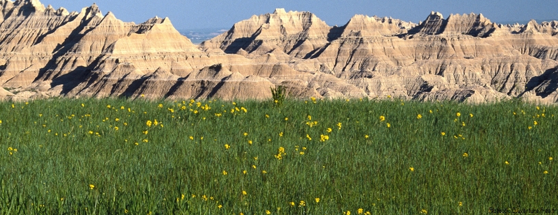 Timeline - Wildflowers, Badlands National Park, South Dakota.jpg