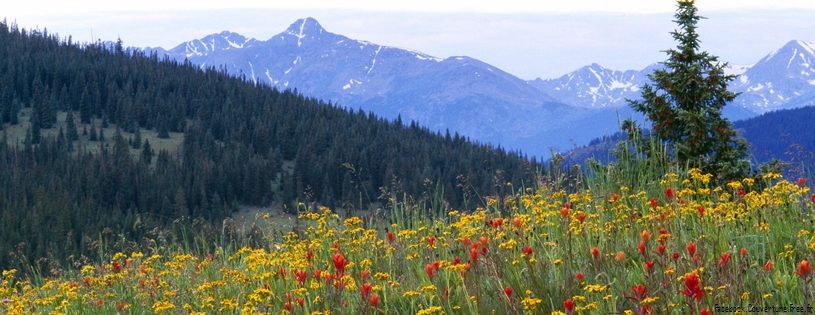 Timeline - Wildflowers, Shrine Pass, Colorado.jpg