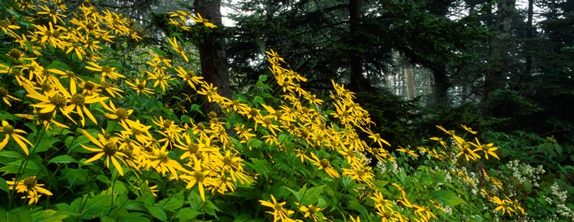 Timeline - Woodland Sunflowers, Great Smoky Mountains National Park, Tennessee