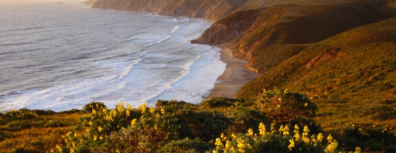 Timeline - Yellow Lupine Above McClure's Beach, Point Reyes National Seashore, Marin County, California.jpg