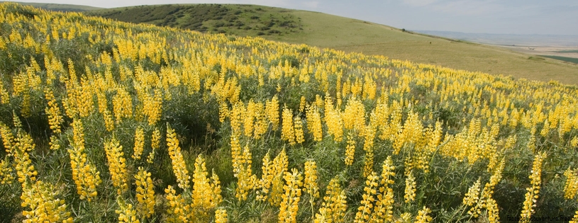 Timeline - Yellow Lupine, Emigrant Hill, Oregon.jpg