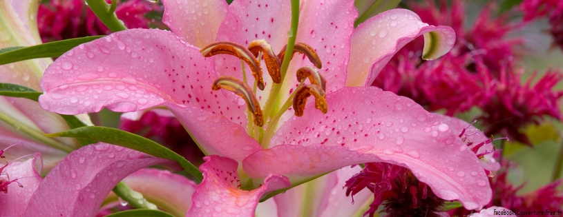 Asiatic Lily, Washington.jpg