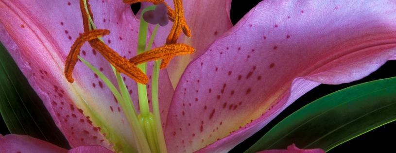 Exotic Lily