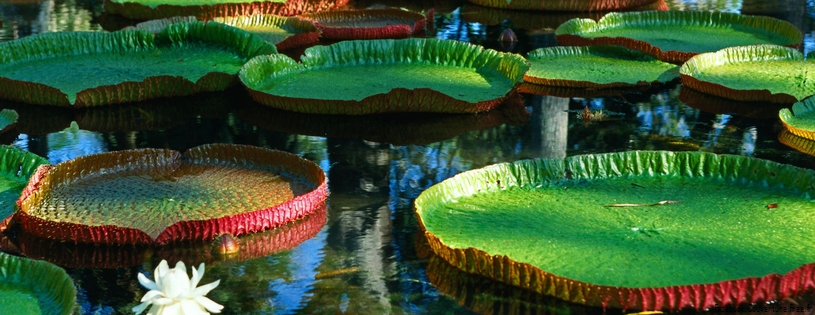 Giant Victoria Regia Water Lily