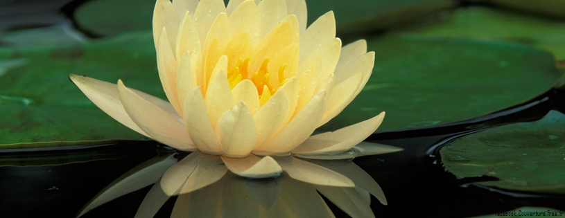 Hybrid Water Lily.jpg