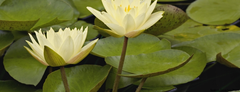 Hybrid Waterlilies, White River Gardens State Park, Indianapolis, Indiana