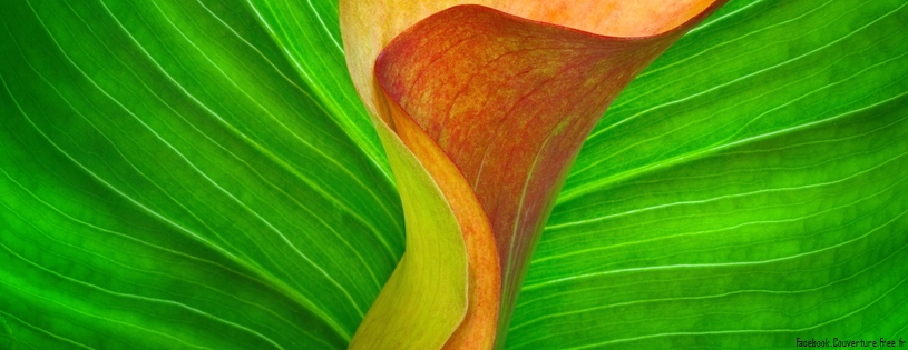 Orange Calla Lily