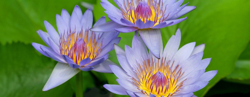 Purple Water Lilies