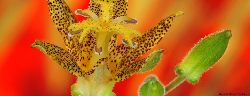 Toad Lily