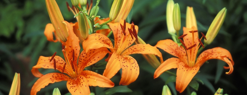 Trio of Hybrid Daylilies