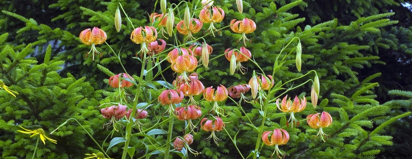 Turk's Cap Lilies.jpg