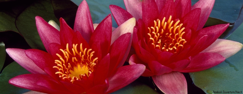 Water Lilies.jpg