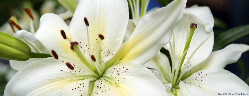 White Lilies