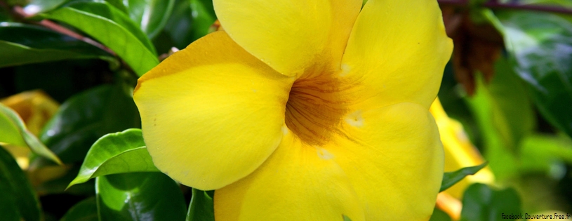 Among the Daffodils, Louisville, Kentucky.jpg