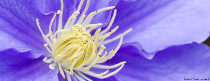 Close-up of a Cosmos Flower, Maine.jpg