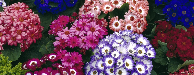 Colorful Flower Cart.jpg